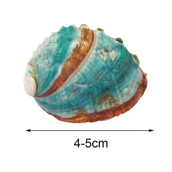 8-12cm Gamtos Retas Big Myli Shell Žalia Turbo Jūrmylių Namų Dekoro Kolekcionuojamų Pavyzdys Juostele Sraigė Seashell Vestuvių Dekoras