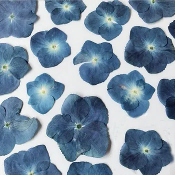 250pcs Paspaudus Blue Serijos Džiovinti Hydrangea Macrophylla Gėlių, Augalų Herbariumas Papuošalai Telefono dėklas Priėmimo Žyma 